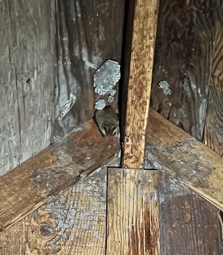 iNaturalist observation photo of Ants, Bees, Wasps, and Sawflies