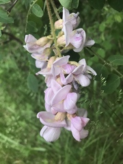 Robinia neomexicana