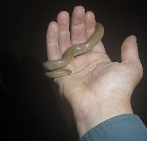 iNaturalist observation photo of Northern Rubber Boa