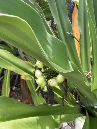 Açucena do brejo