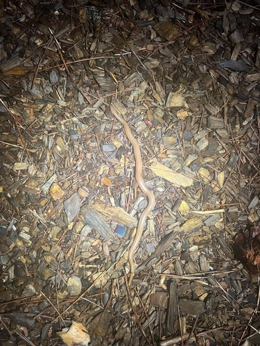 iNaturalist observation photo of Northern Rubber Boa
