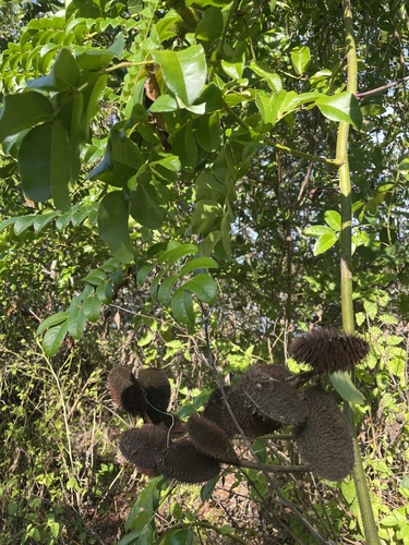 Foto de Mucunã-de-caroço