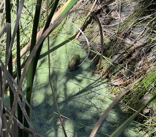 iNaturalist observation photo of American Bullfrog