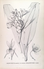 Hedychium