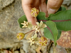 Asclepias jaliscana