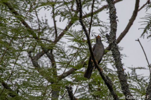 Andean Slaty Thrush (Turdus nigriceps), photo 4