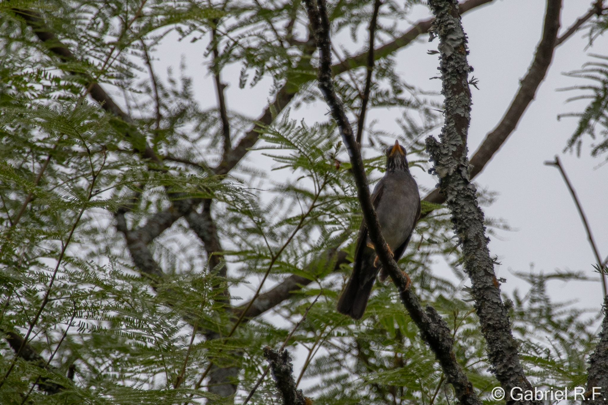 Andean Slaty Thrush (Turdus nigriceps), photo 4