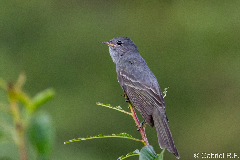 Slaty Elaenia