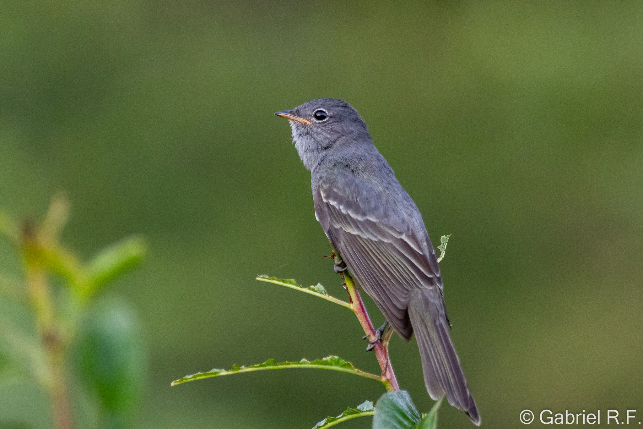 Slaty Elaenia (Elaenia strepera), photo 2