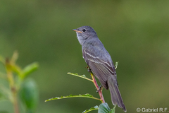 Slaty Elaenia photo 1