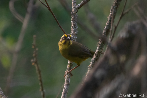 Yellow-striped Brushfinch (Atlapetes citrinellus), photo 4