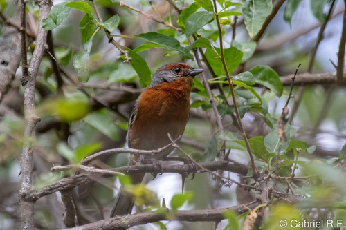 Rusty-browed Warbling Finch (Microspingus erythrophrys), photo 6