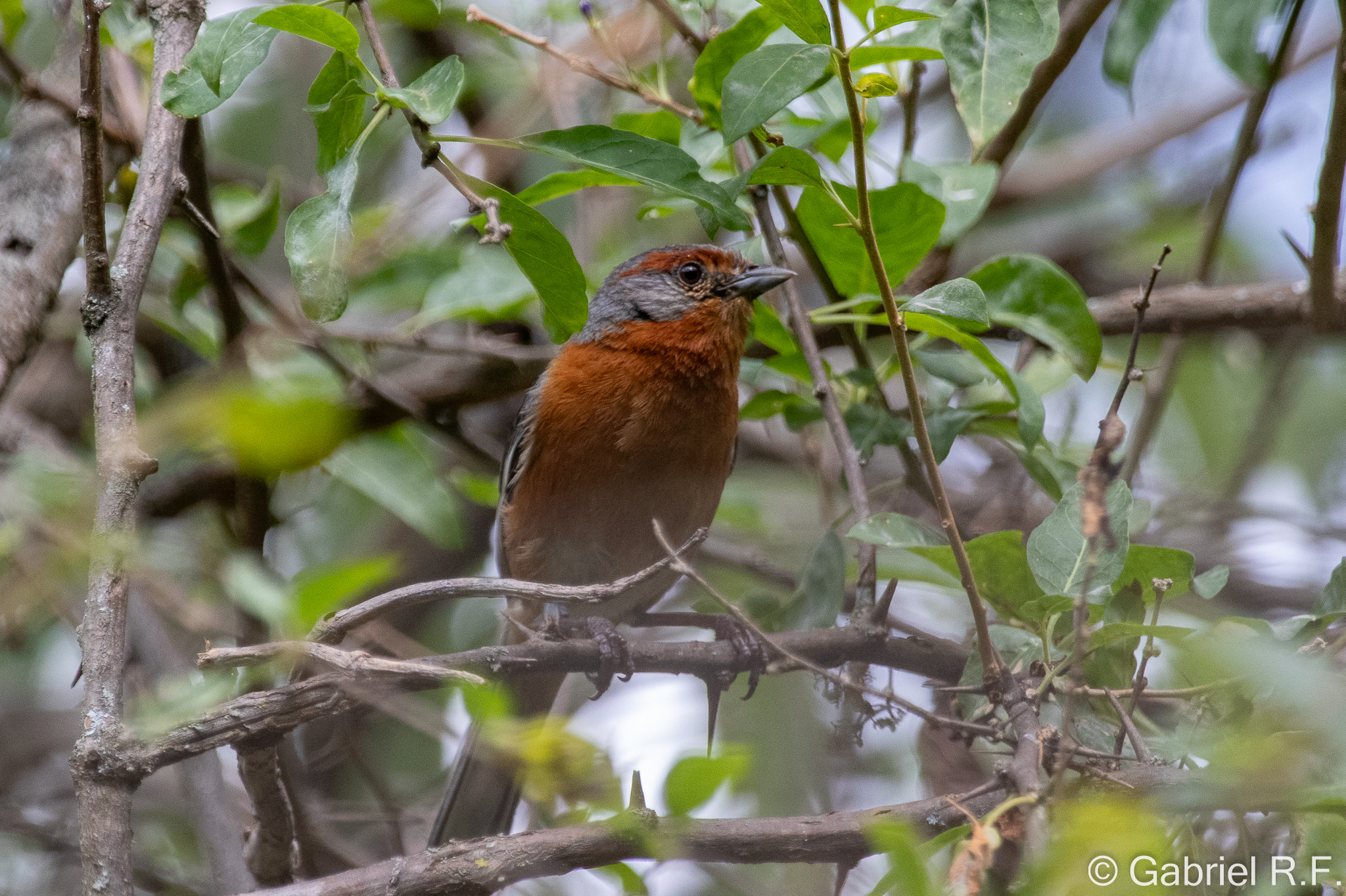 Rusty-browed Warbling Finch (Microspingus erythrophrys), photo 3