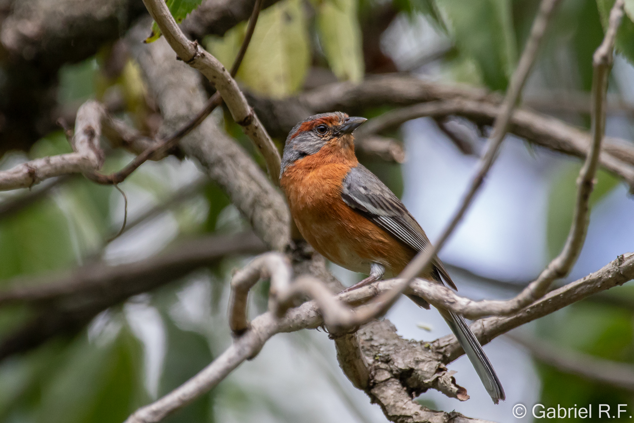 Rusty-browed Warbling Finch (Microspingus erythrophrys), photo 4