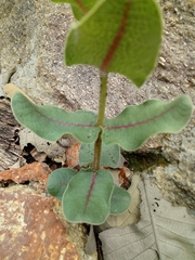 Asclepias jaliscana