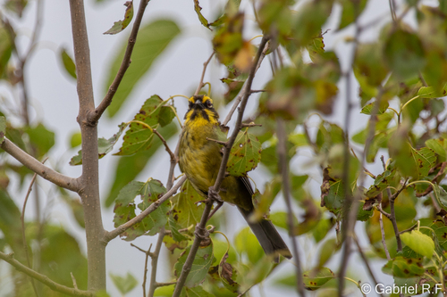 Yellow-striped Brushfinch (Atlapetes citrinellus), photo 4