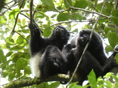 Propithecus edwardsi