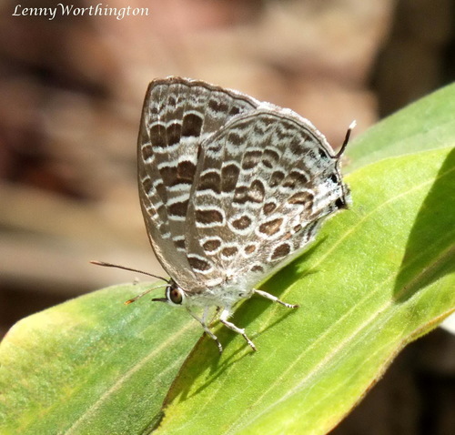 Pale Bushblue