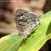 Pale Bushblue - Photo (c) Len Worthington, some rights reserved (CC BY-SA), uploaded by Len Worthington