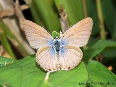 Euchrysops cnejus cnejus