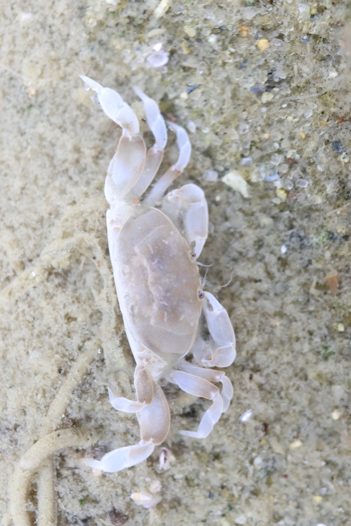 Pinnixa cylindrica