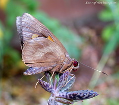 Erionota thrax