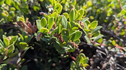 Arctostaphylos pacifica, 2025-01-02