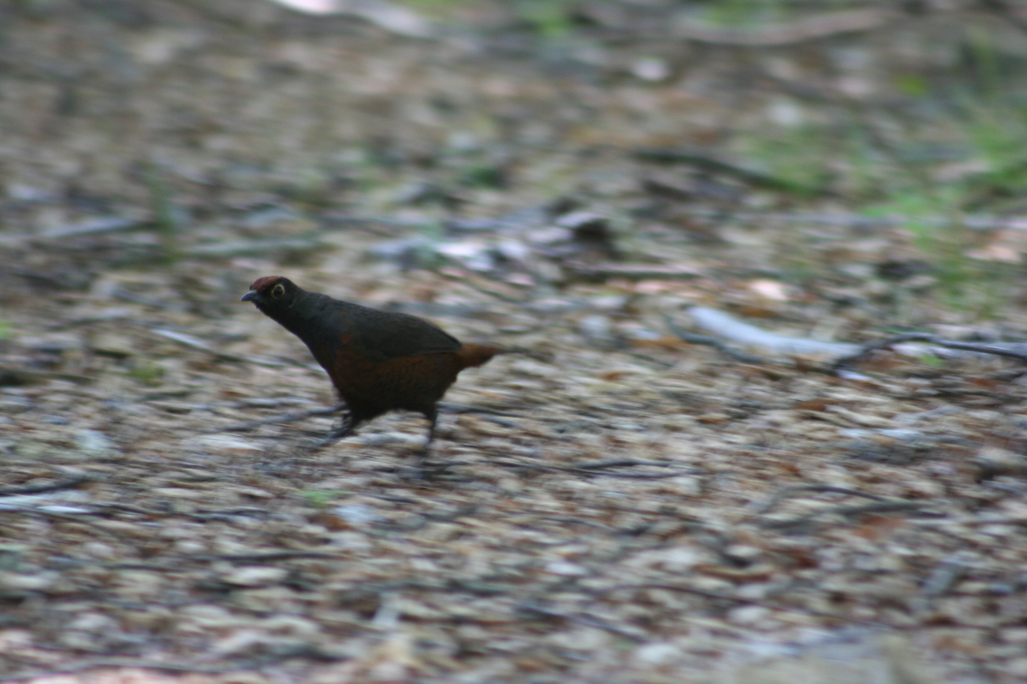 Black-throated Huet-huet (Pteroptochos tarnii), photo 9