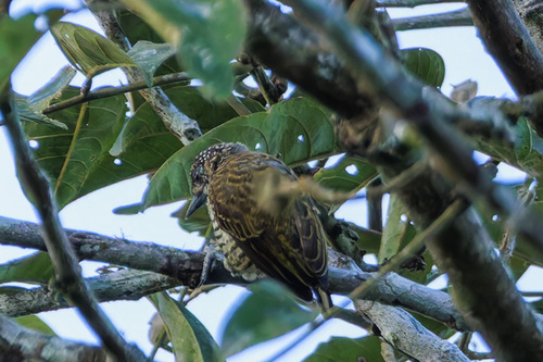 Lafresnaye's Piculet (Picumnus lafresnayi), photo 10