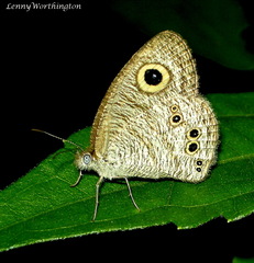 Ypthima baldus newboldi