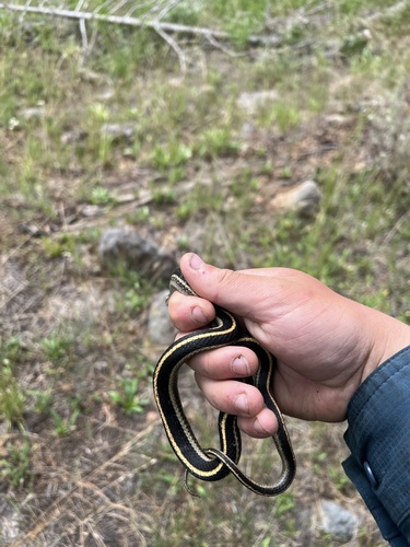 iNaturalist observation photo of Common Garter Snake