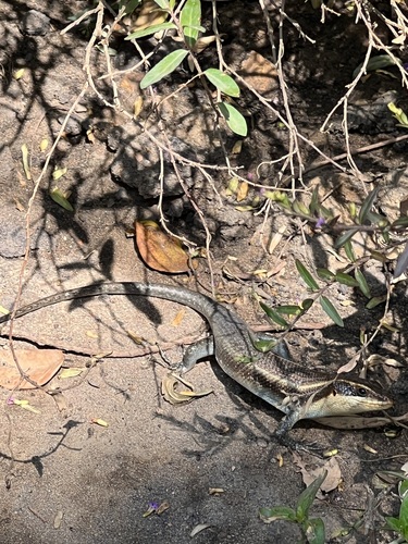 Wahlberg’s Striped Skink