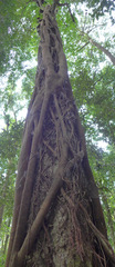 Ficus watkinsiana