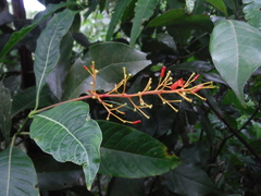 Palicourea crocea