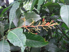 Palicourea crocea