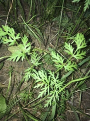Peucedanum oreoselinum