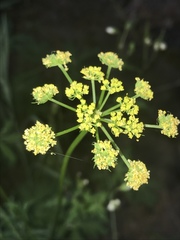 Peucedanum oreoselinum