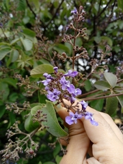 Vitex pyramidata