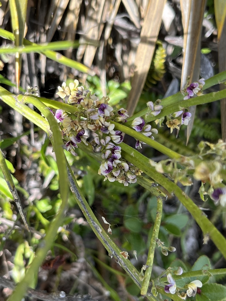 Foto de Carmichaelia australis