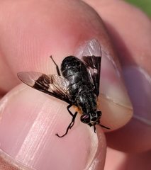 Chrysops cincticornis