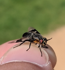 Chrysops cincticornis
