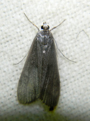 Parapoynx maculalis