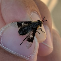 Chrysops cincticornis