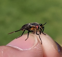 Chrysops cincticornis