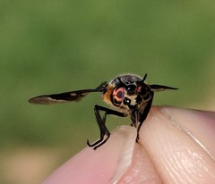 Chrysops cincticornis