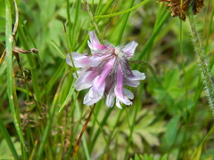 Trifolium eriocephalum
