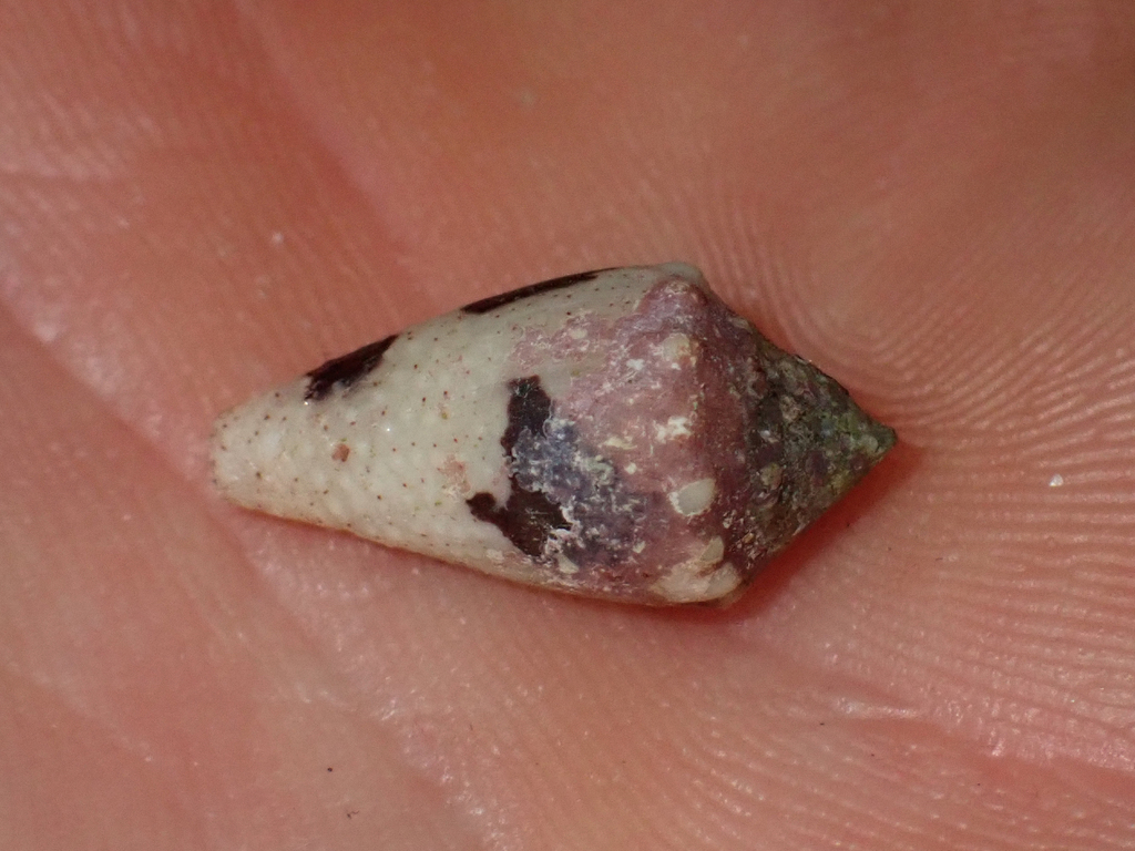Crown Cone