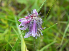 Trifolium eriocephalum