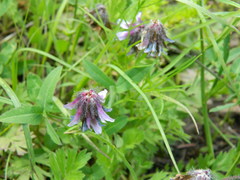 Trifolium eriocephalum