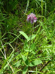 Trifolium eriocephalum